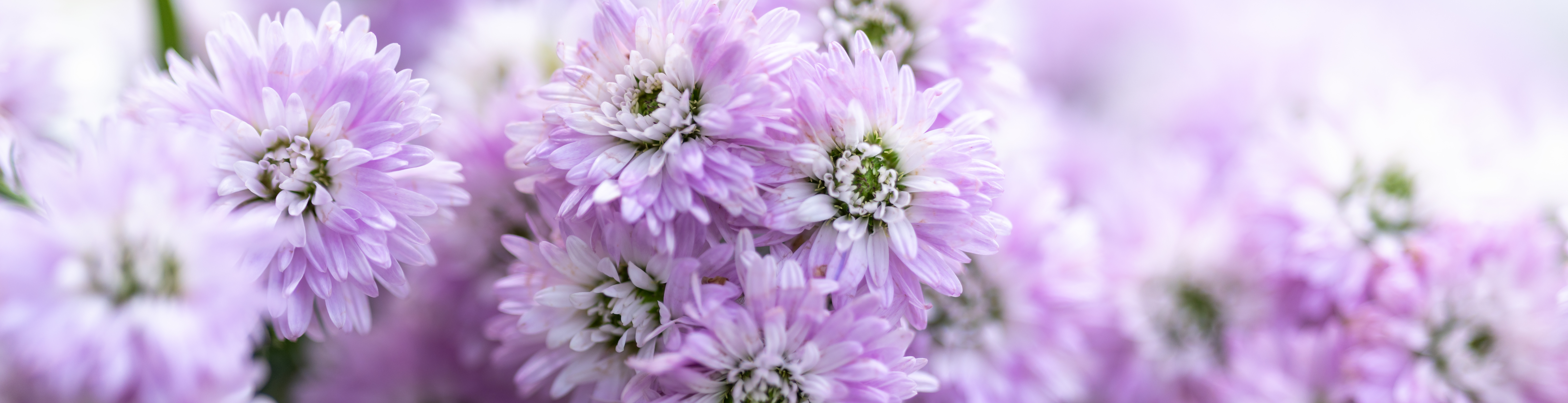 blommor